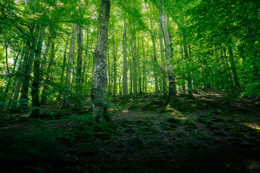Tranquil forest view with sunlight casting a soft glow through vibrant green trees.