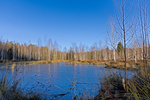 A tranquil frozen lake surrounded by birch trees in a Swiss forest under a clear blue sky.