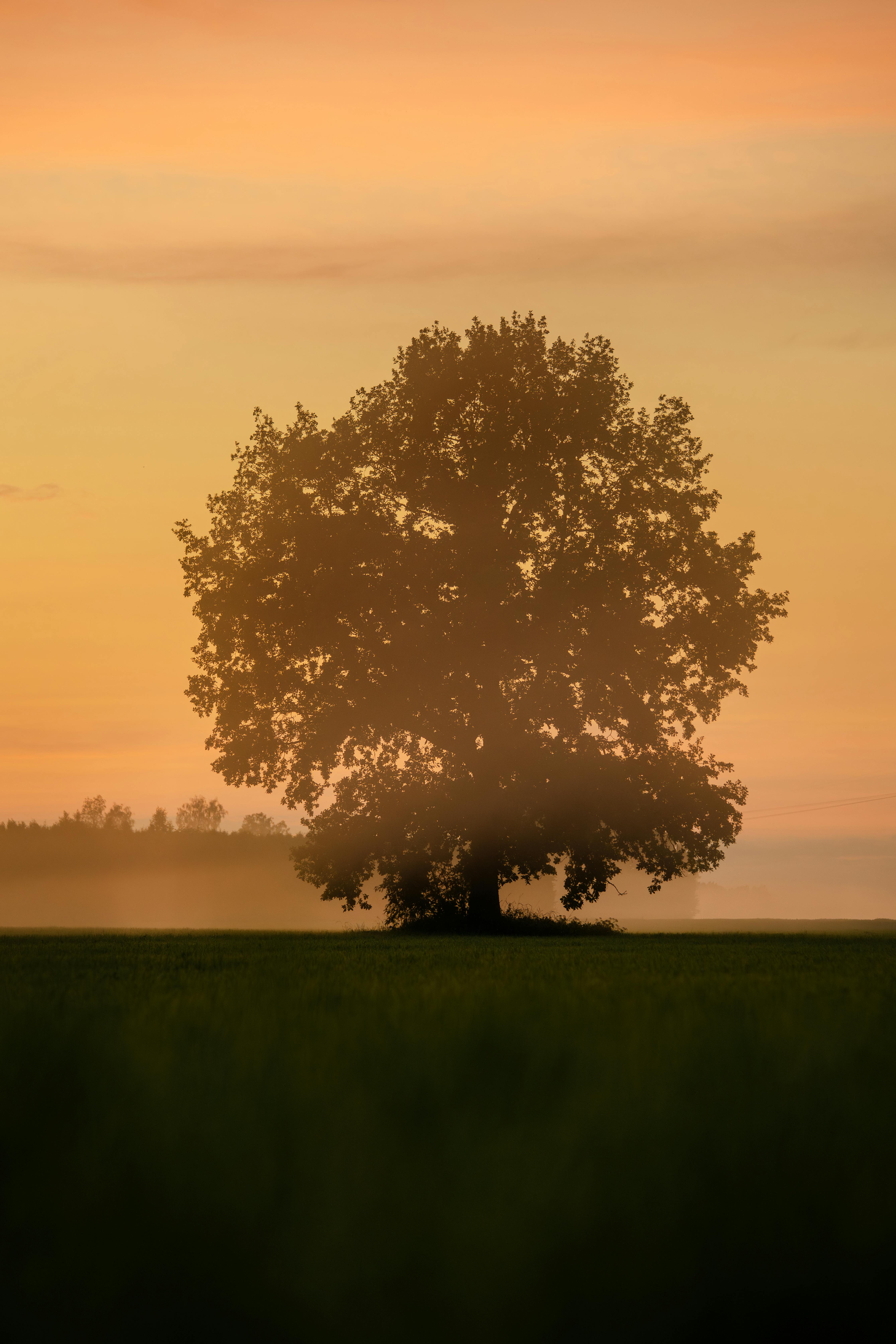 A stunning silhouette of an oak tree set against a warm, foggy sunset in the countryside of Eesti.