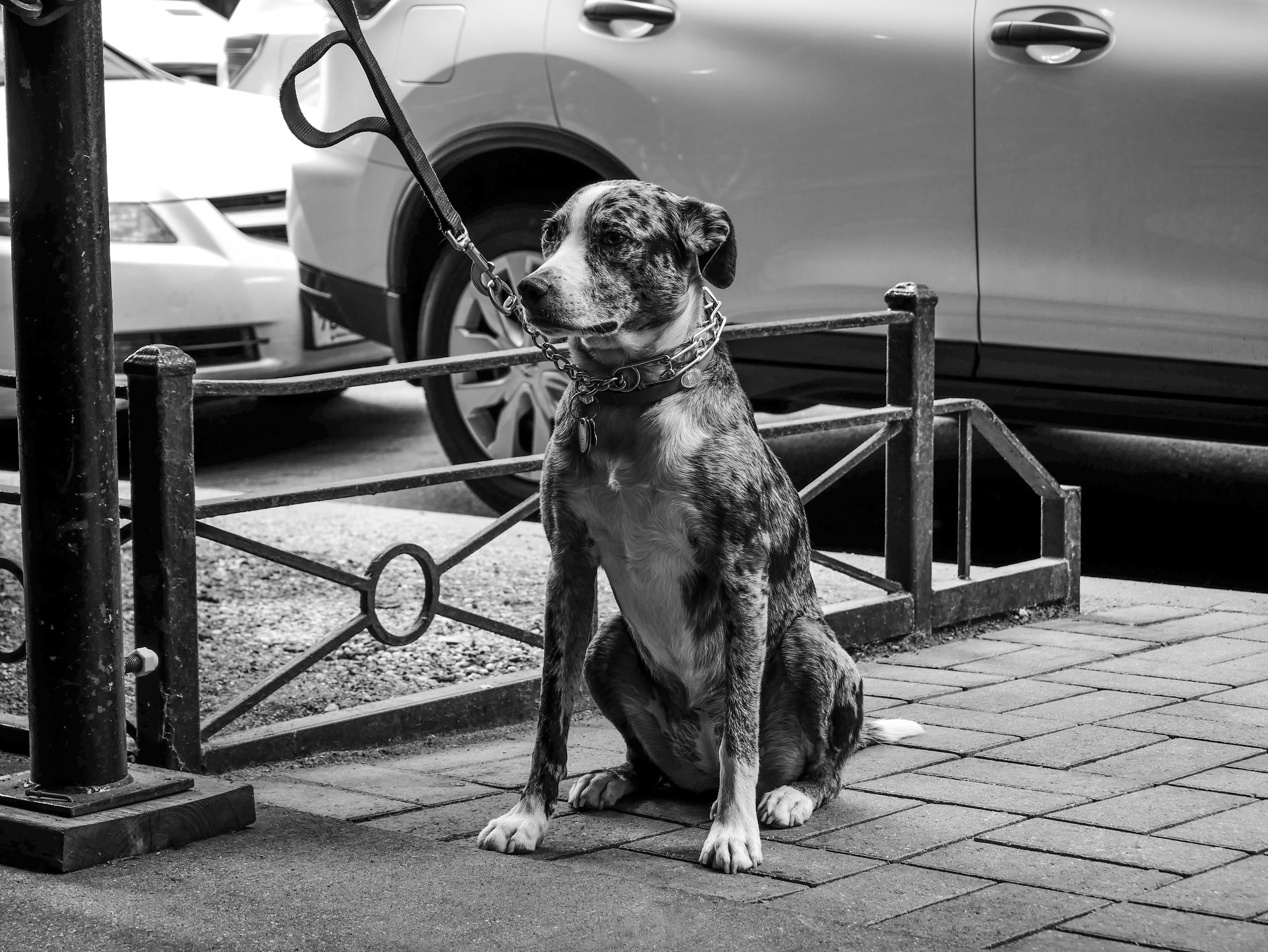 A monochrome photo of a dog sitting tied to a pole on an urban sidewalk.