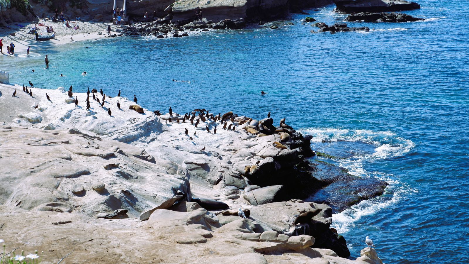 Sea lions relaxing on the rocky coast at La Jolla Cove in San Diego