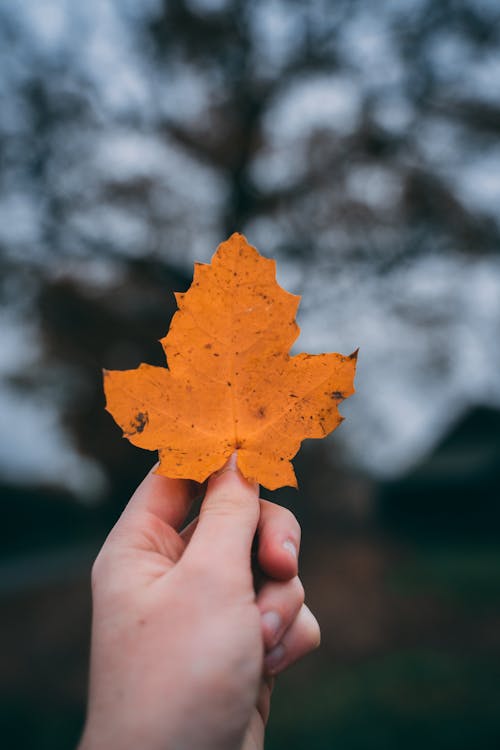 Foto Orang Yang Memegang Daun Maple