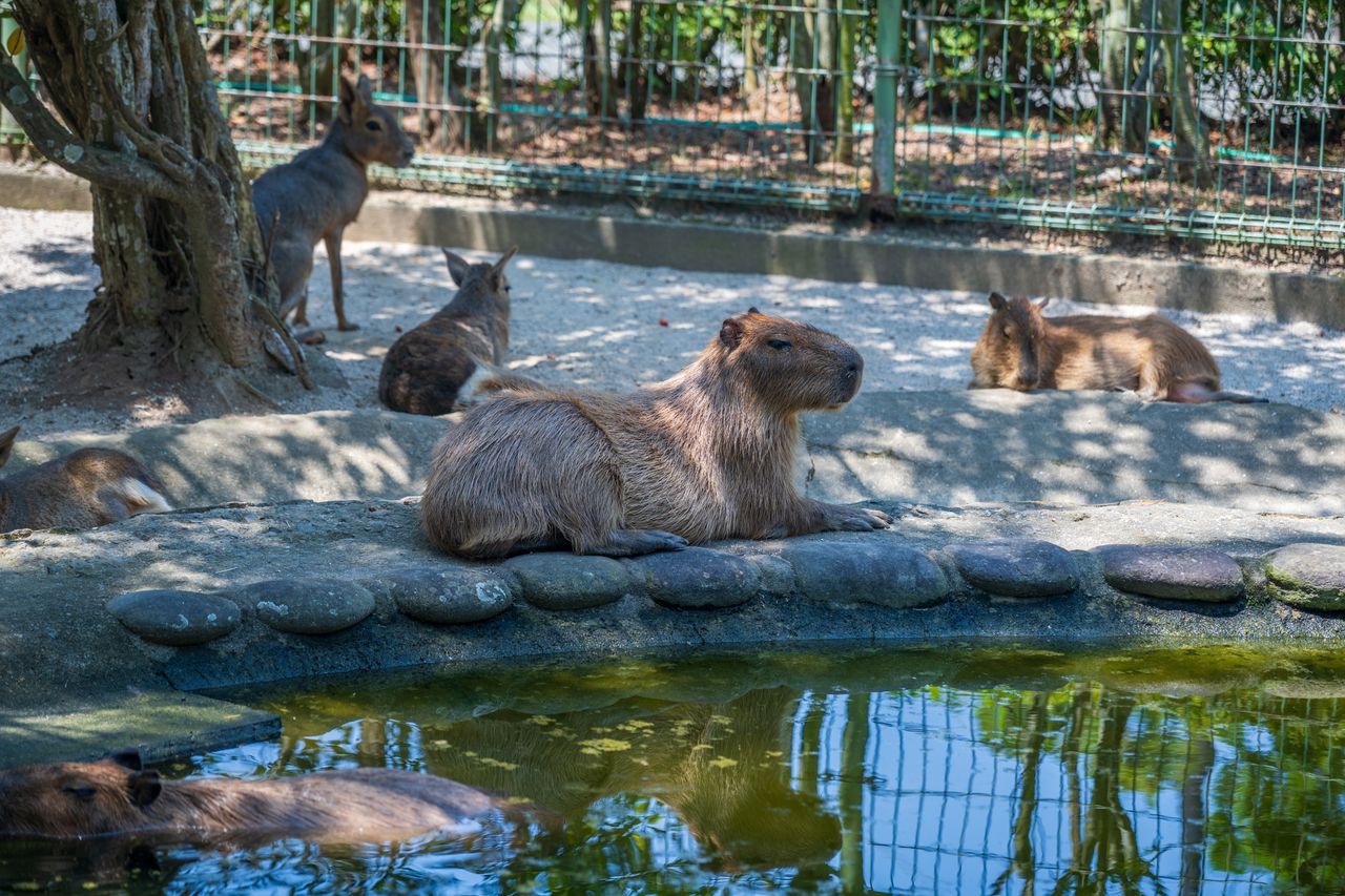 captivating scene of capybaras and patagonian maras lounging near a po