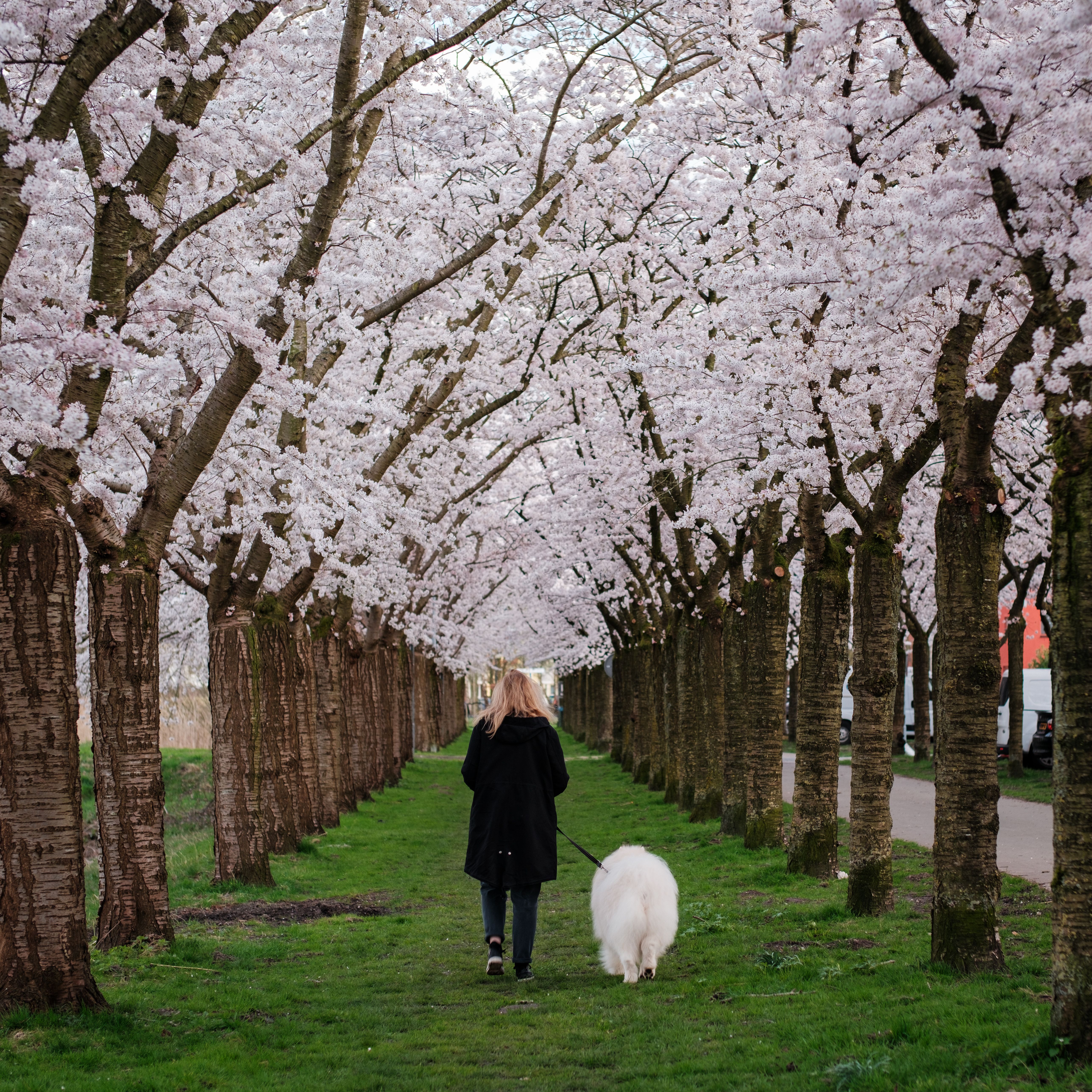 A serene spring scene of a woman walking a white dog under a tunnel of cherry blossom trees.