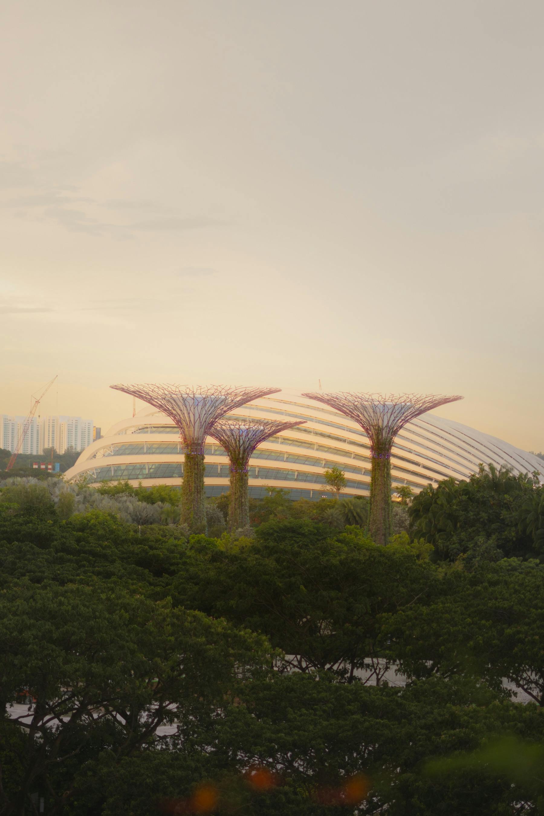 Free Explore the stunning Supertree Grove at Gardens by the Bay with a serene sunset backdrop in Singapore. Stock Photo