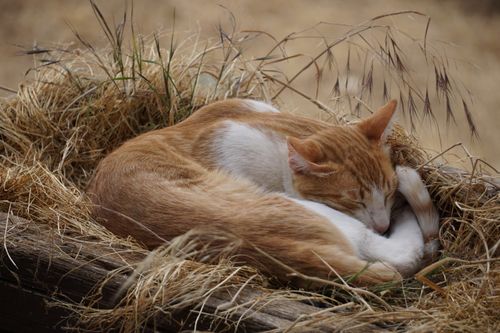 Free A serene image of a ginger and white cat sleeping in hay, capturing natural tranquility. Stock Photo