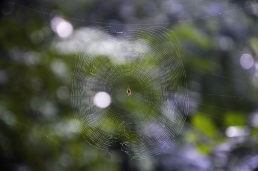 Focused shot of a spider web with dew in a lush green outdoor setting.