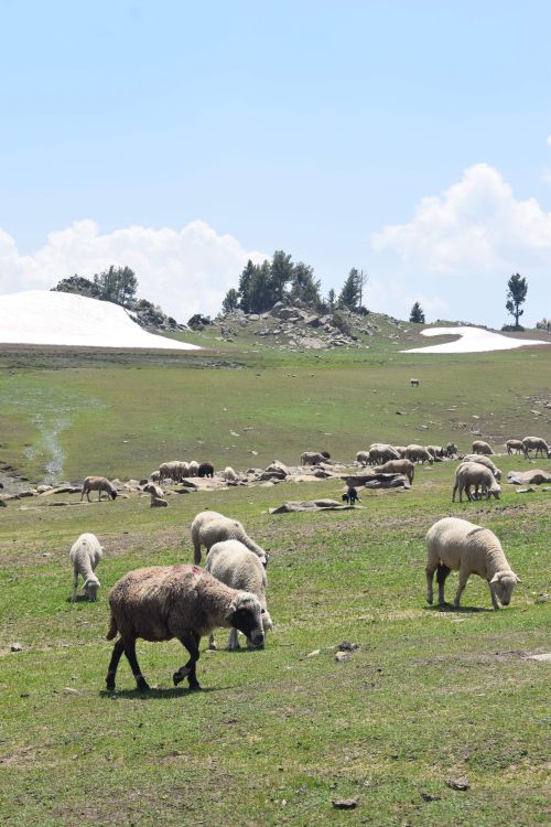 Free Serene landscape of sheep grazing on grassy hills with patches of snow and clear blue sky. Stock Photo