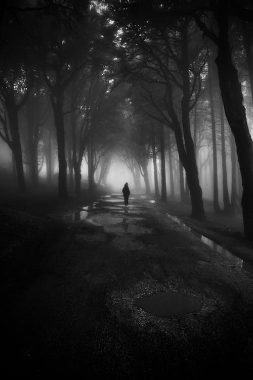 Fotografia In Scala Di Grigi Della Persona Che Cammina Tra Gli Alberi