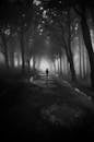 Greyscale Photography of Person Walking Between Trees