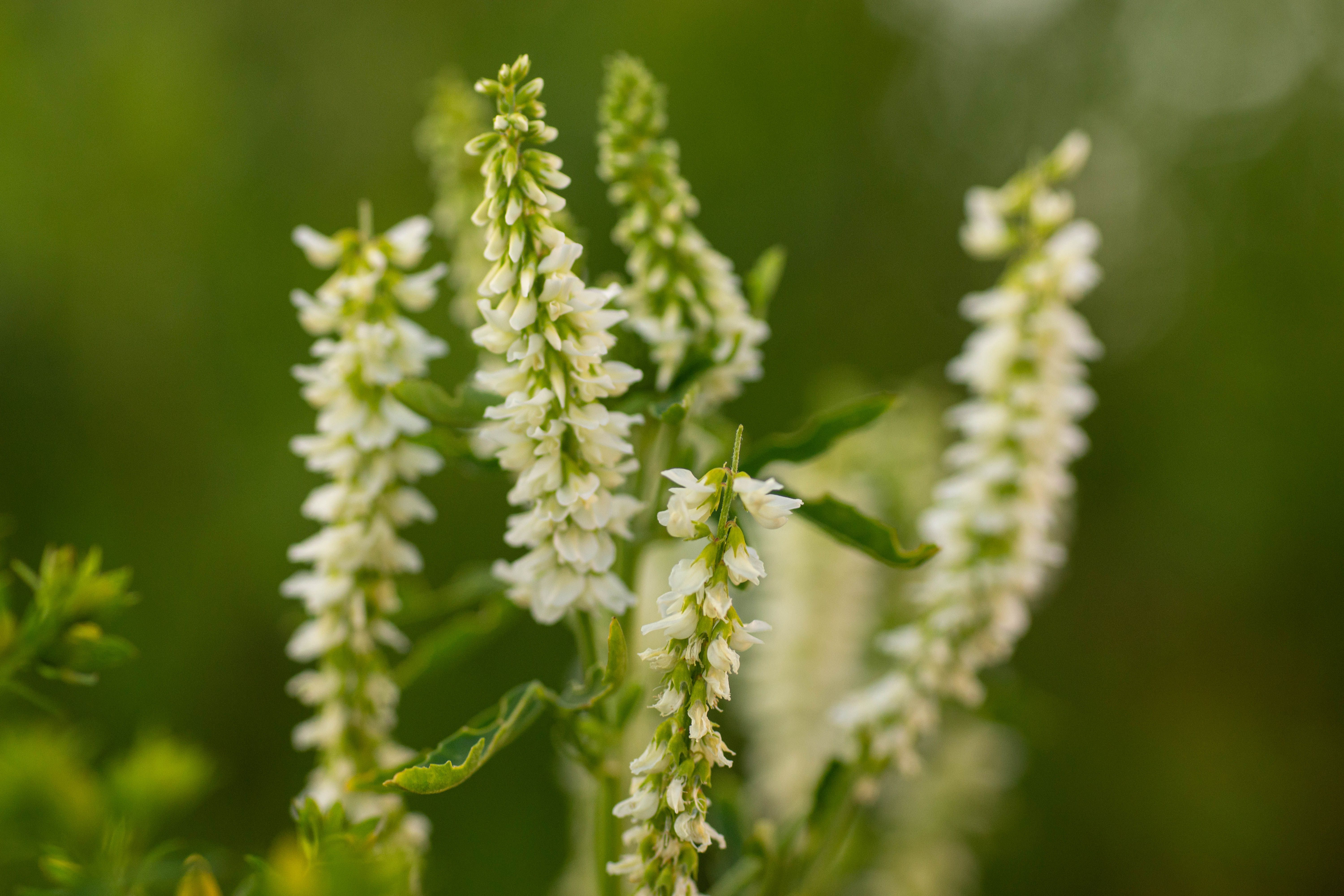 Sweet Clover Melilot Plant Profile