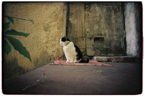 Free A black and white cat sits calmly on a mat outdoors against a rustic wall. Stock Photo