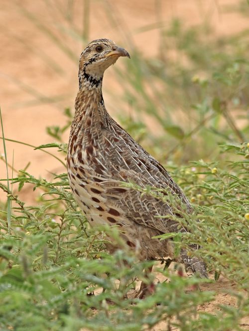 Free Close-up of an Orange River Francolin (Scleroptila gutturalis) in the Khama Rhino Sanctuary, Botswana. Stock Photo