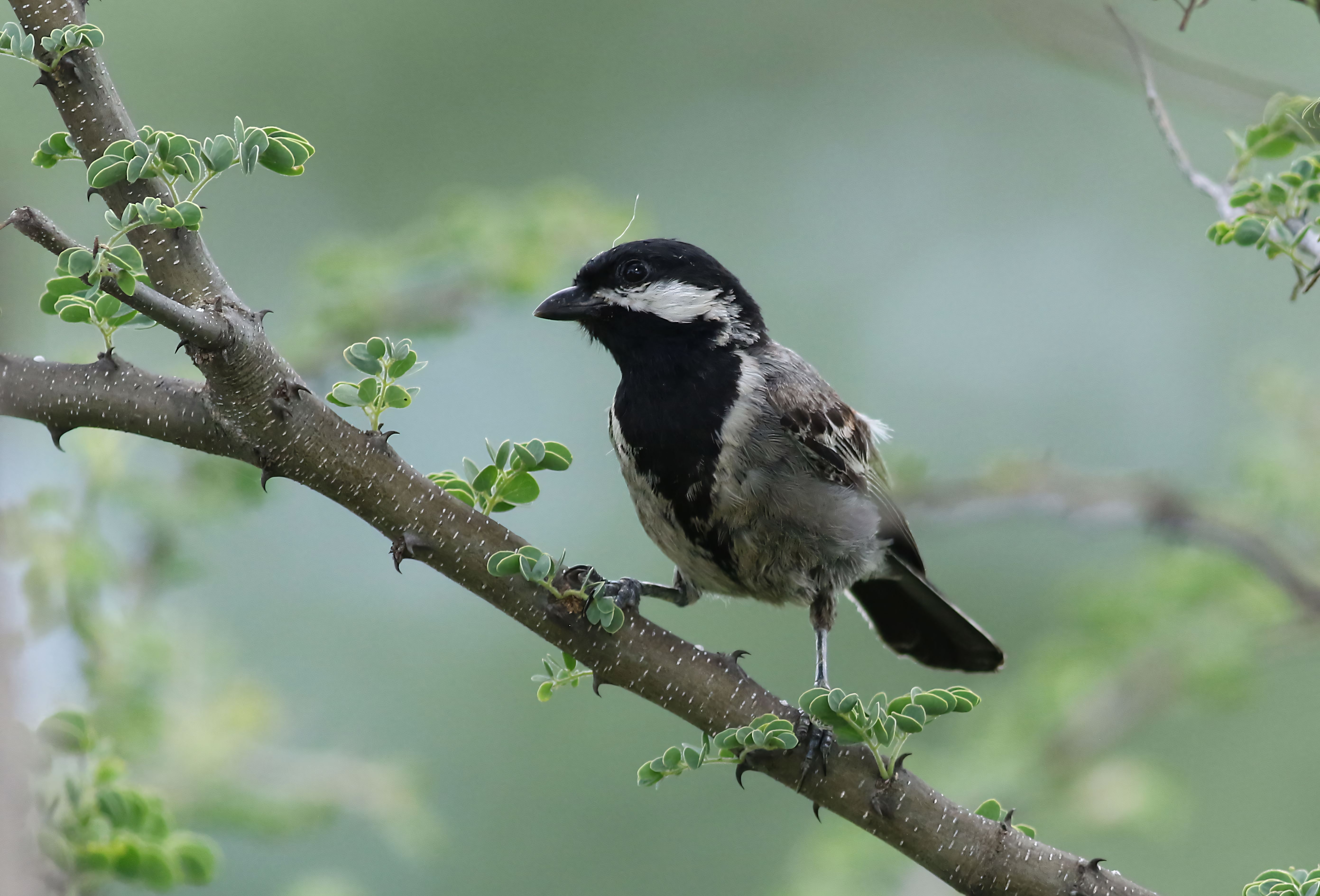 Close-up of a sparrow sitting on a branch in a natural setting with green foliage.