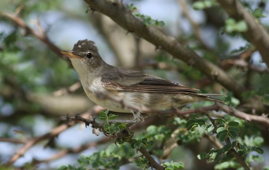 olive brown warbler bird