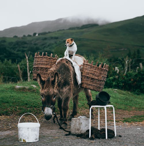 Free White and Brown Dog Standing Atop Brown Donkey Carrying Basket Stock Photo