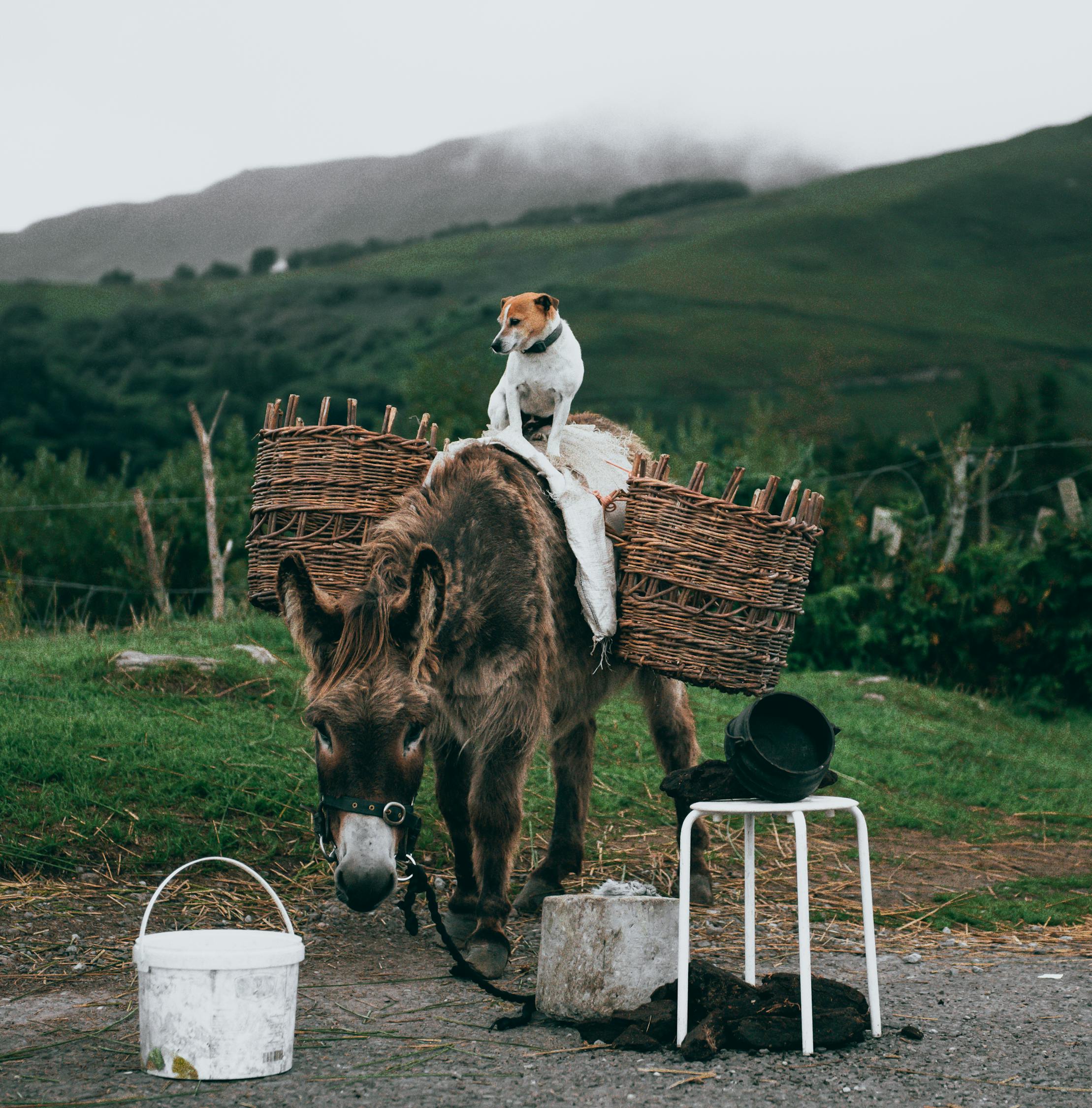 White and Brown Dog Standing Atop Brown Donkey Carrying Basket