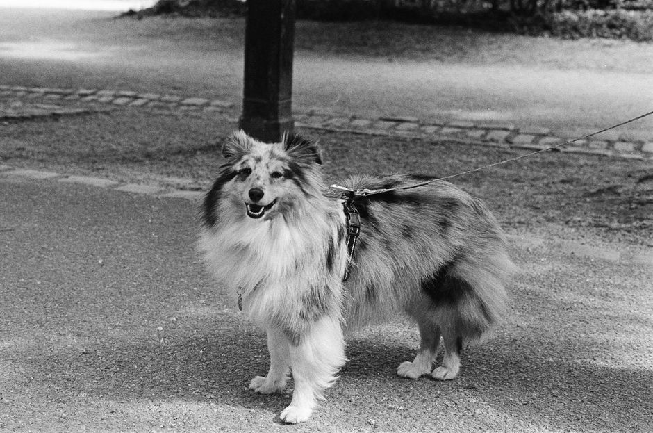 A Shetland Sheepdog on a leash walking outdoors on a paved path in France.