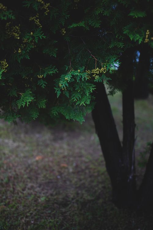 Free Close-up of lush cedar tree branches in a tranquil outdoor setting. Stock Photo