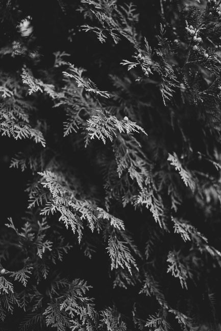 Artistic black and white photo of intricate pine branches with detailed textures.