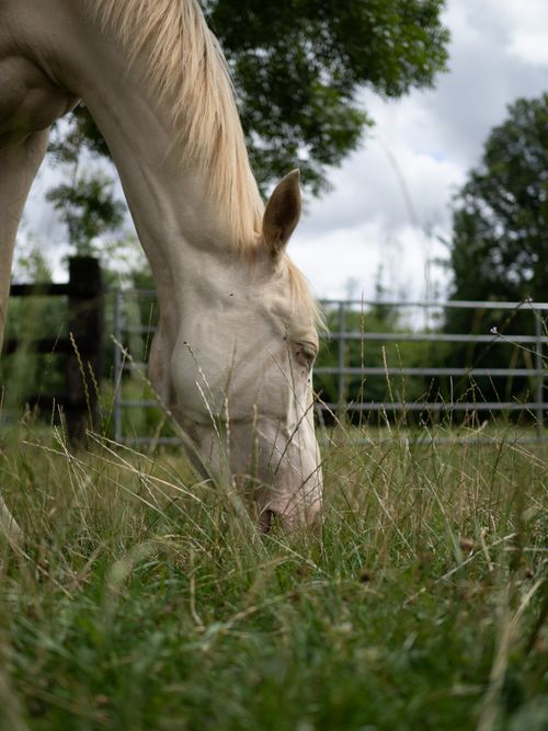 Free A graceful white horse grazing in a lush green pasture, showcasing serene nature. Stock Photo