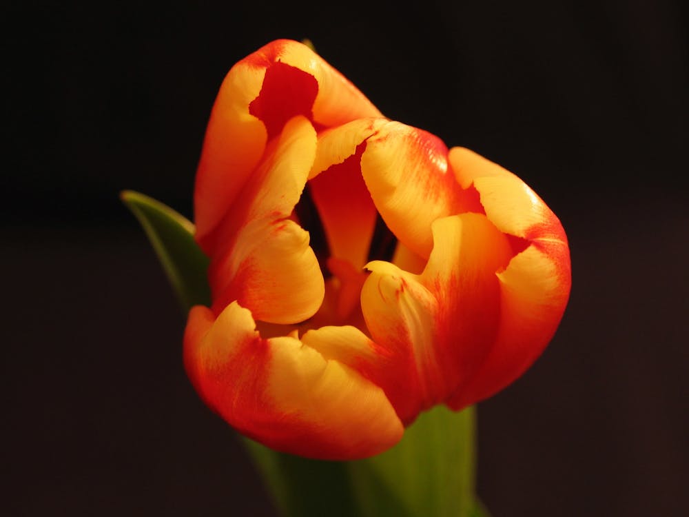 Kostenlos Orange Tulpen Stock-Foto