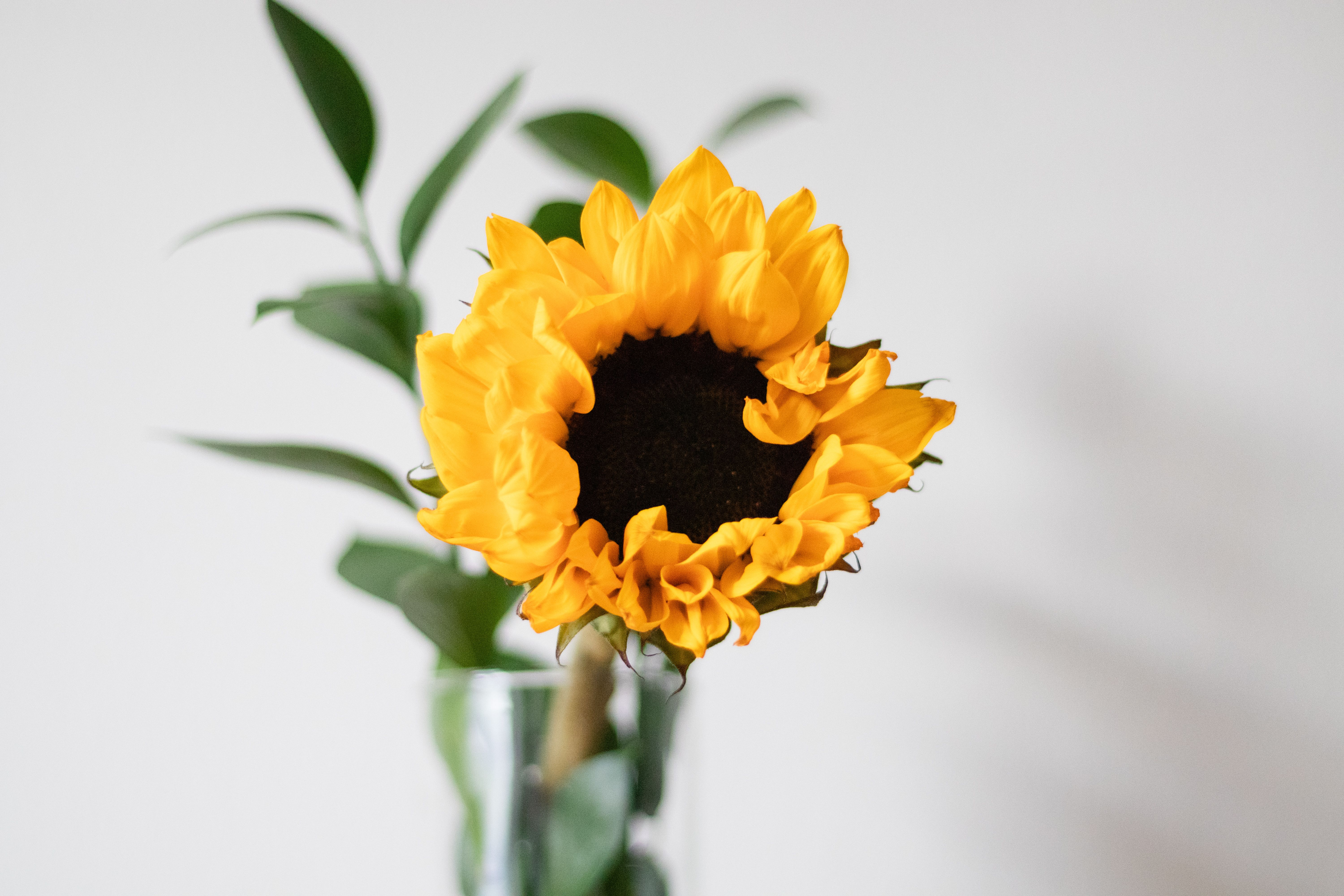 Yellow Sunflowers