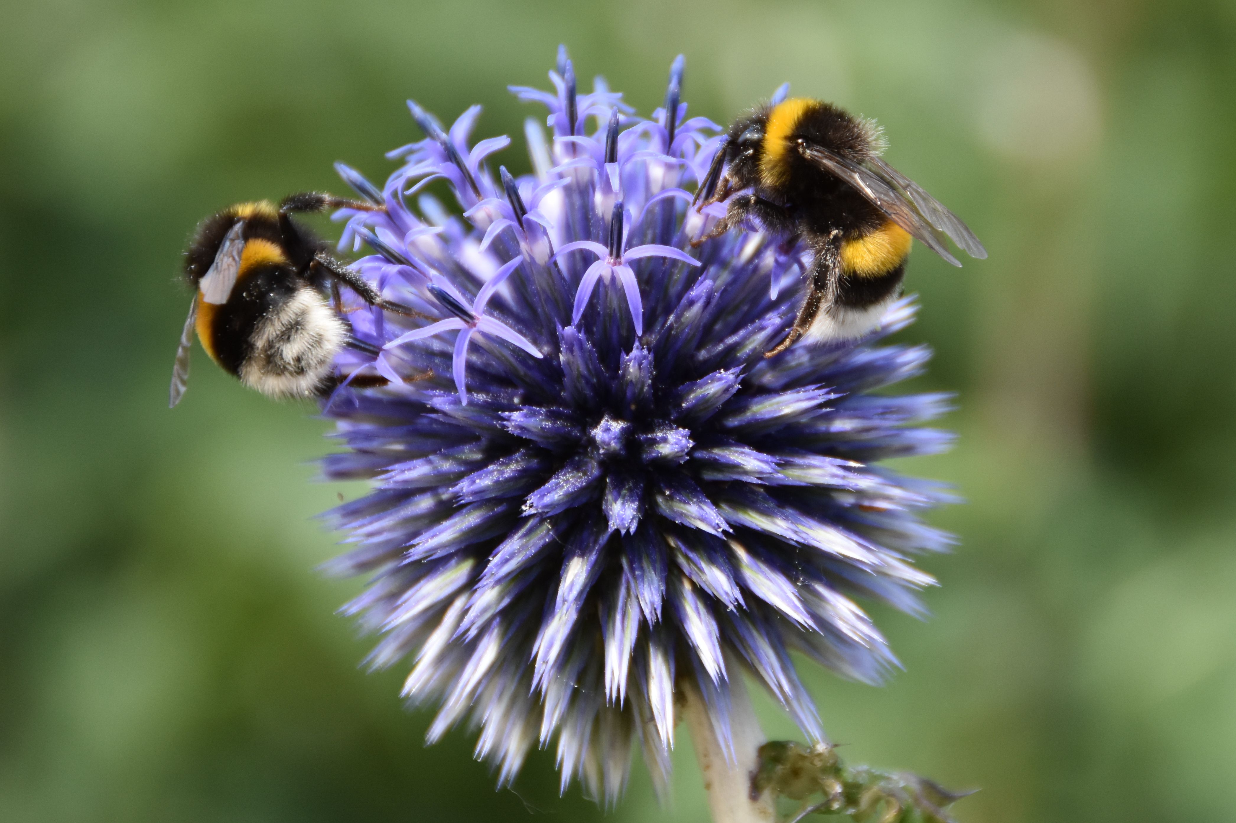 UK's bumblebees are struggling in heatwaves