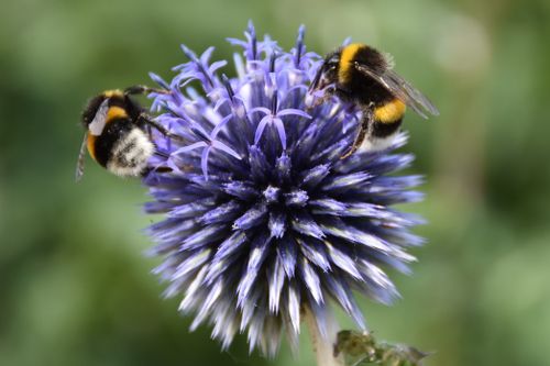 Free Close-up of two bumblebees pollinating a vivid purple globe thistle in Antwerp, Belgium. Stock Photo