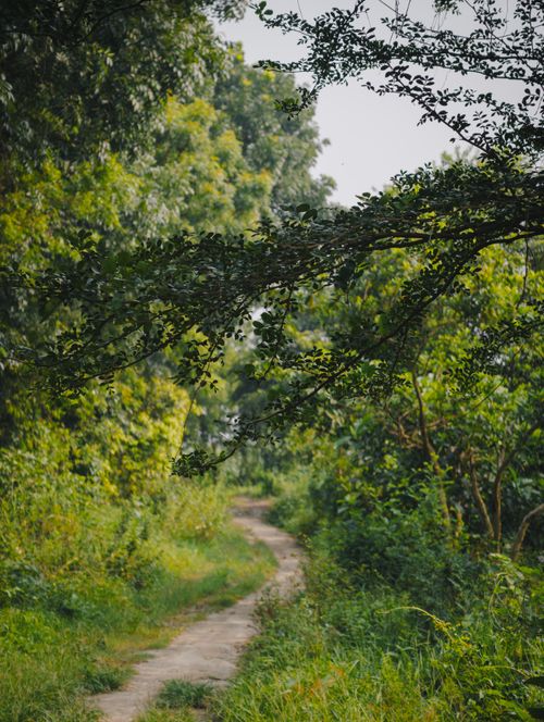 Free A tranquil path winds through dense green forest foliage, evoking peace and solitude. Stock Photo