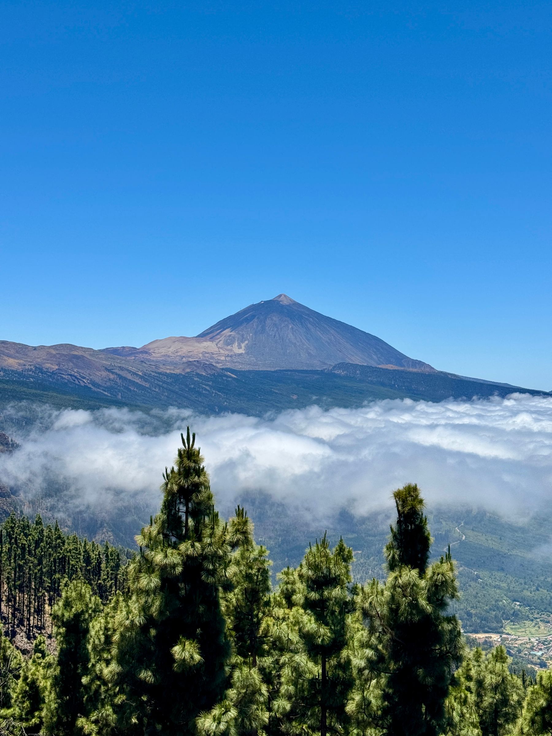 Teide volcano above a sea of clouds and pine forest