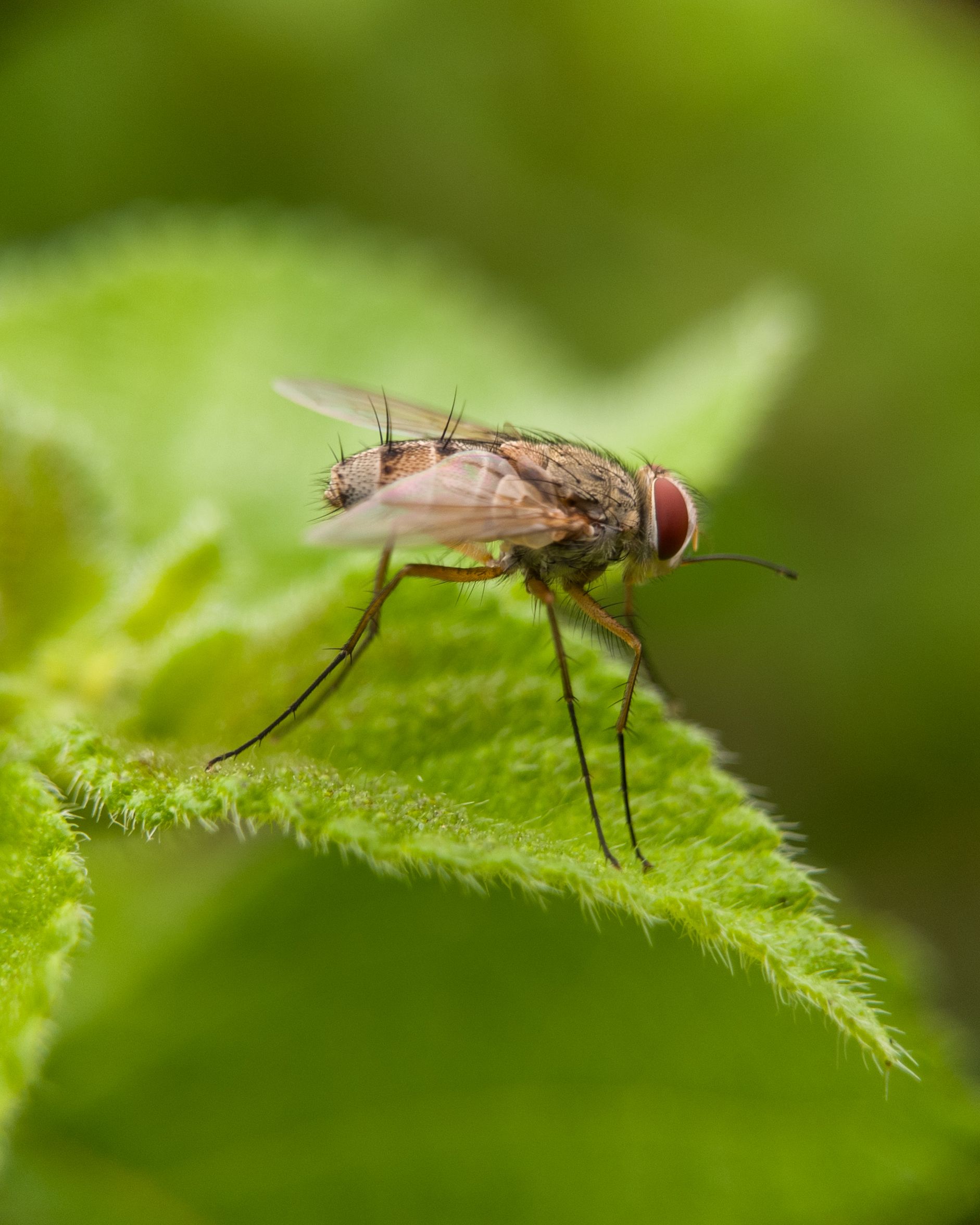 Close-Up of Fly on Green Leaf in Nature · Free Stock Photo
