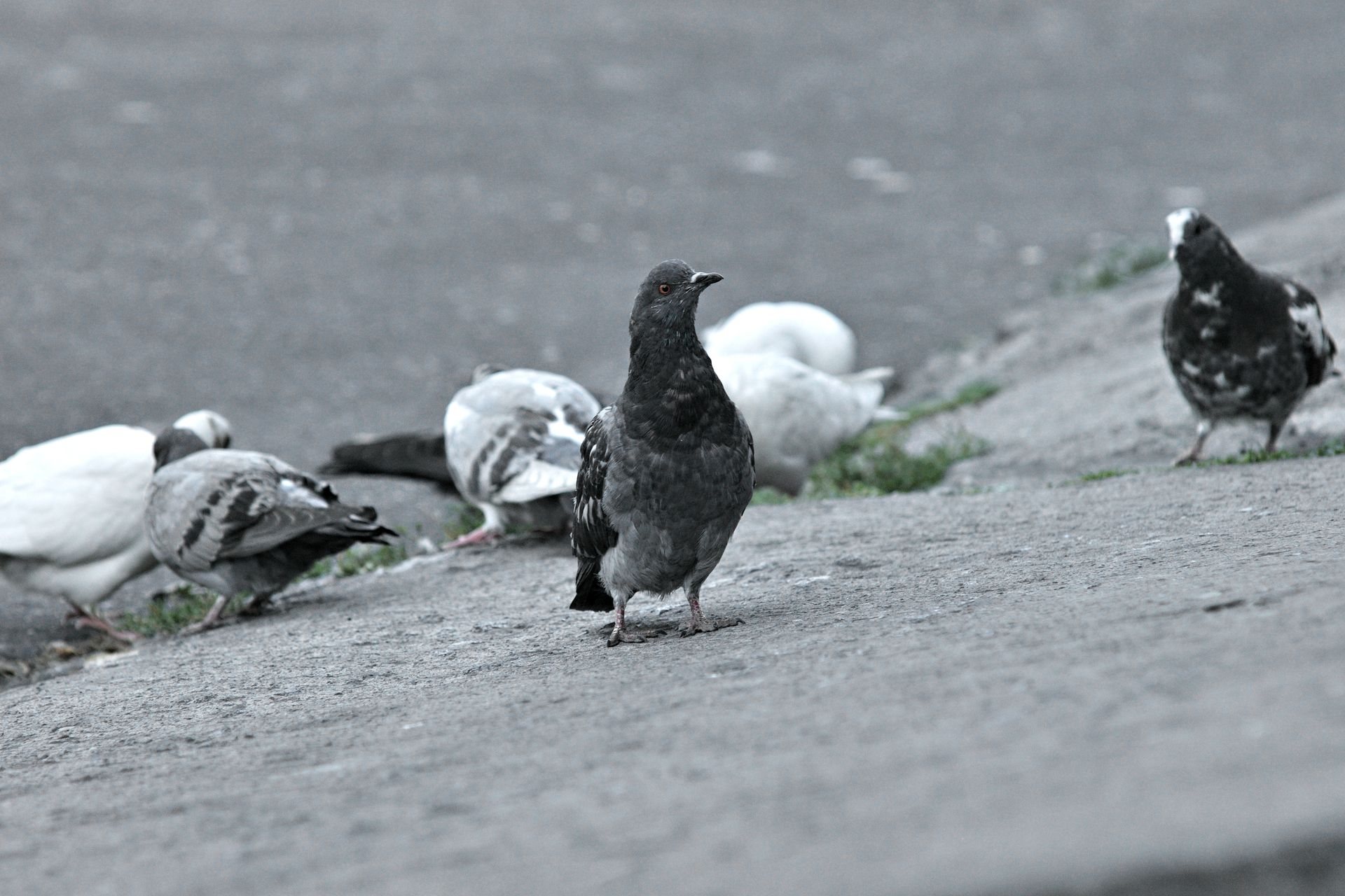 A group of pigeons interacting on an outdoor pavement, showcasing urban wildlife.