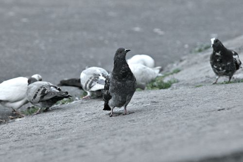Free A group of pigeons interacting on an outdoor pavement, showcasing urban wildlife. Stock Photo