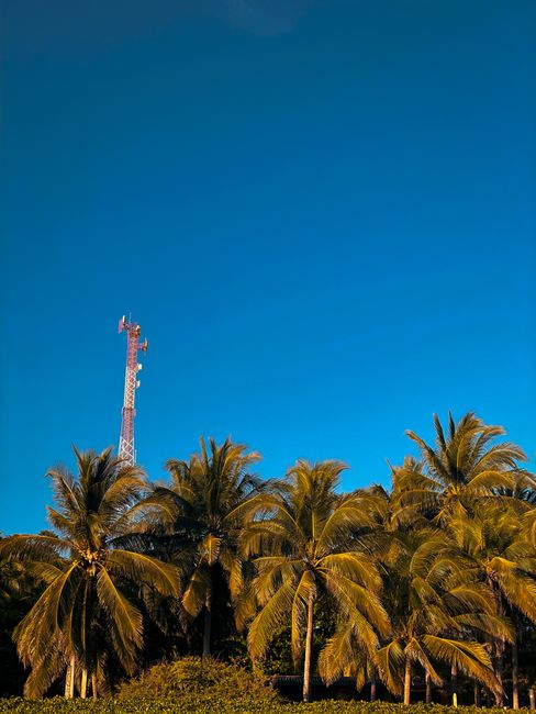 Photo by Cr Santamaria Tropical scenery with palm trees and a communication tower under blue sky.