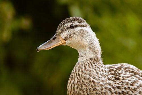 Free Detailed close-up of a Mallard duck against a blurred green background, showcasing its intricate feathers. Stock Photo