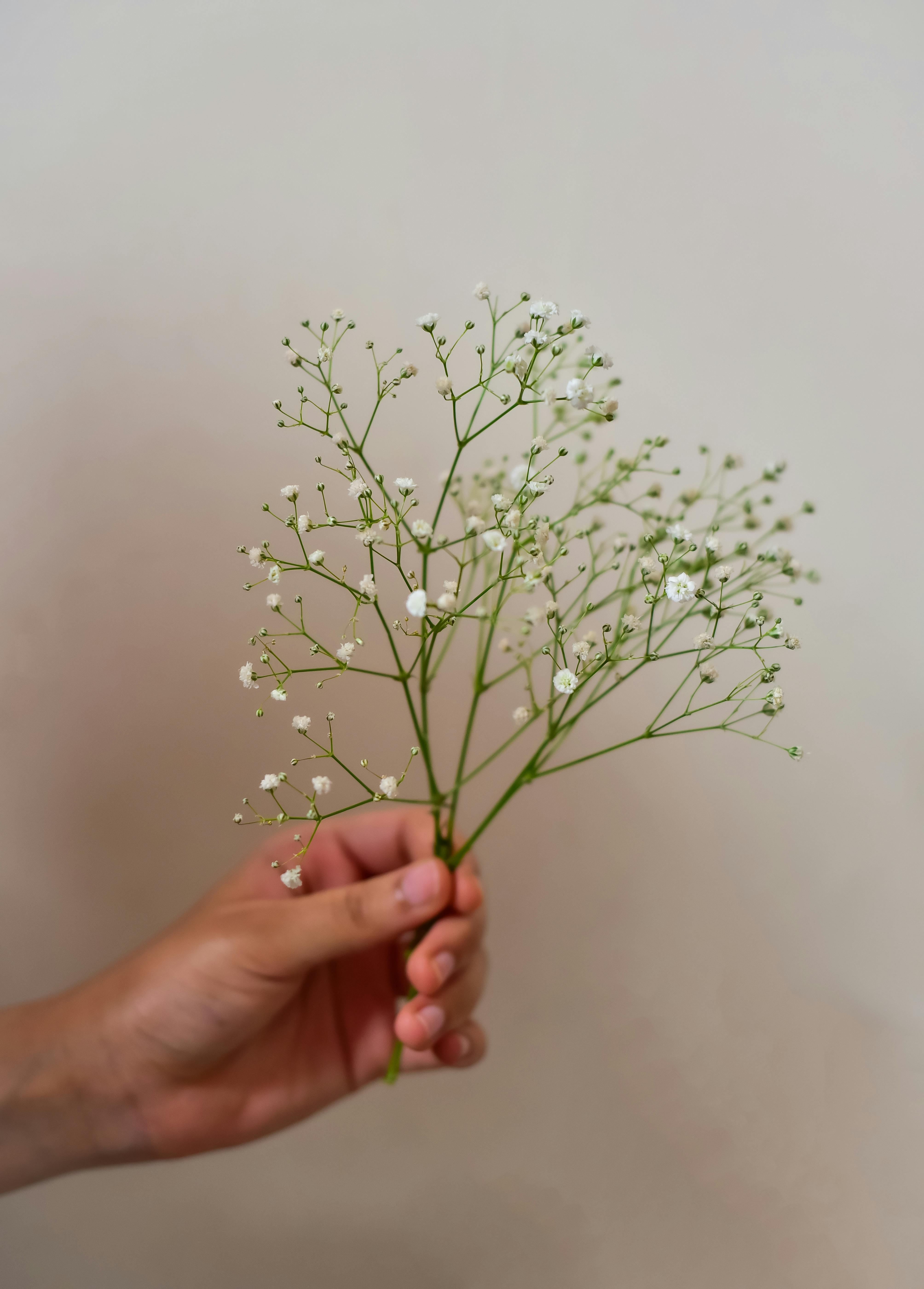 Gypsophila paniculata