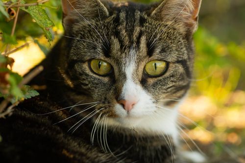 Free Close-up shot of a striped cat's face with green eyes surrounded by greenery. Stock Photo