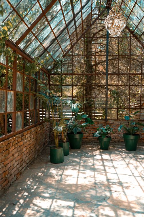 Free Serene greenhouse interior with sunlit potted plants and rustic brick walls, creating a tranquil gardening space. Stock Photo
