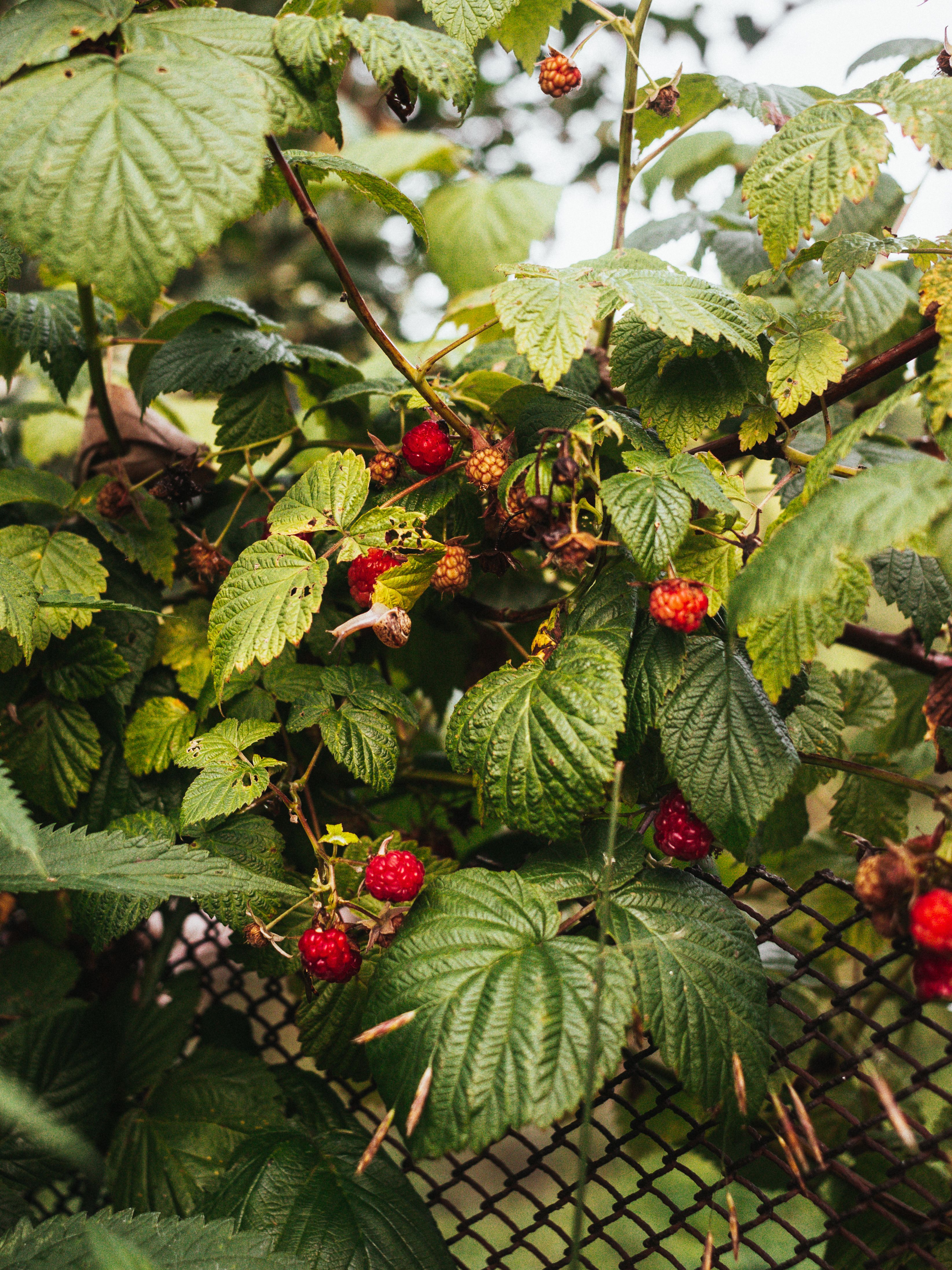 Ripe Red Raspberries Growing on a Vine · Free Stock Photo
