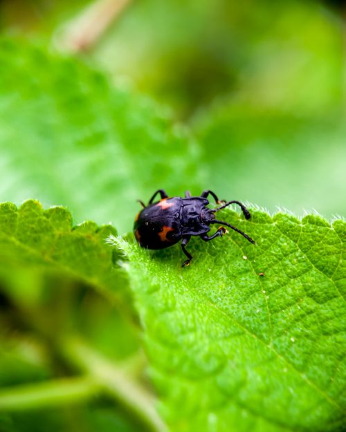 Free Macro shot of a black and red beetle resting on vibrant green leaf. Stock Photo