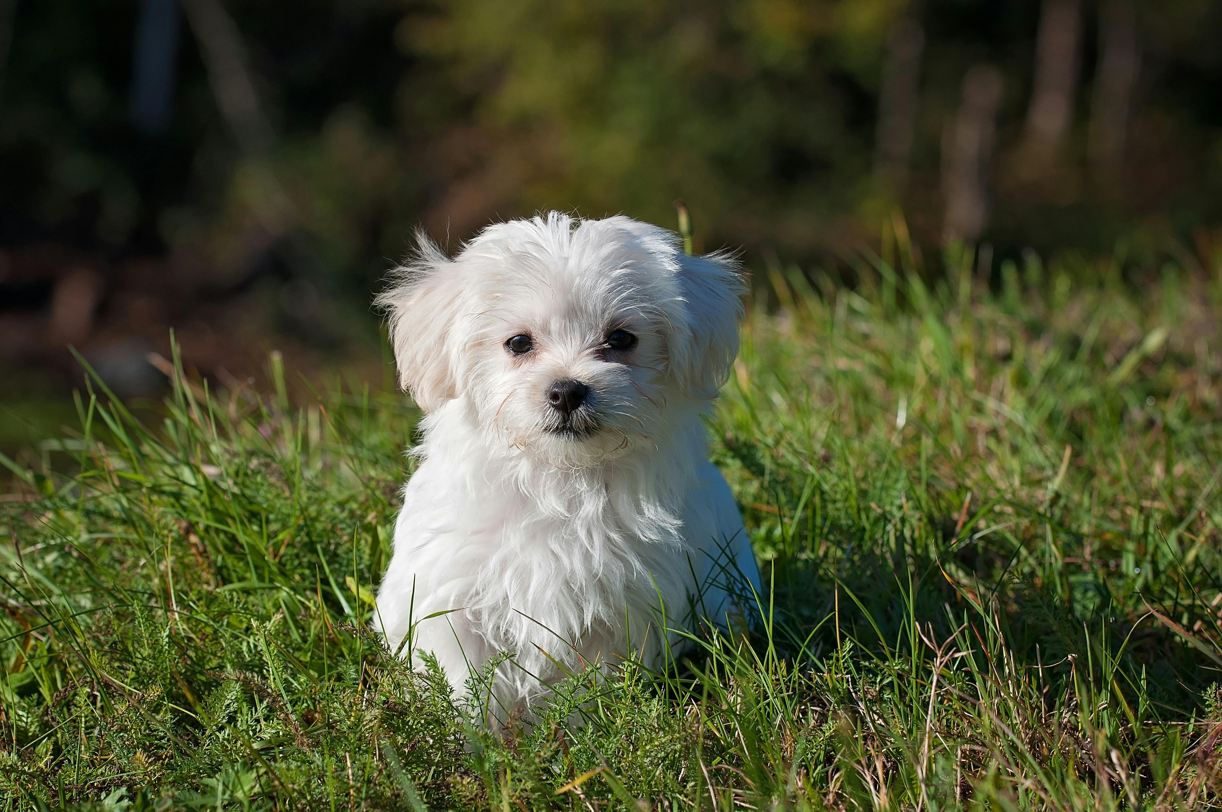 草原の白い長いコーティングされた犬 無料の写真素材