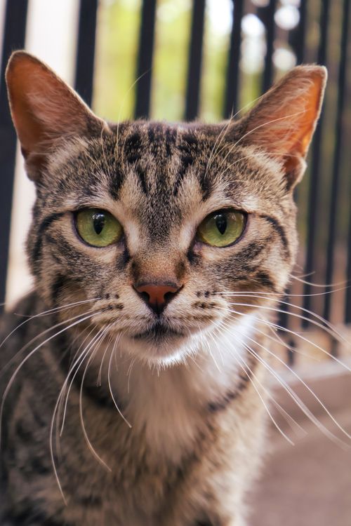 Free A striking close-up of a tabby cat, showcasing its vibrant green eyes and detailed fur. Stock Photo