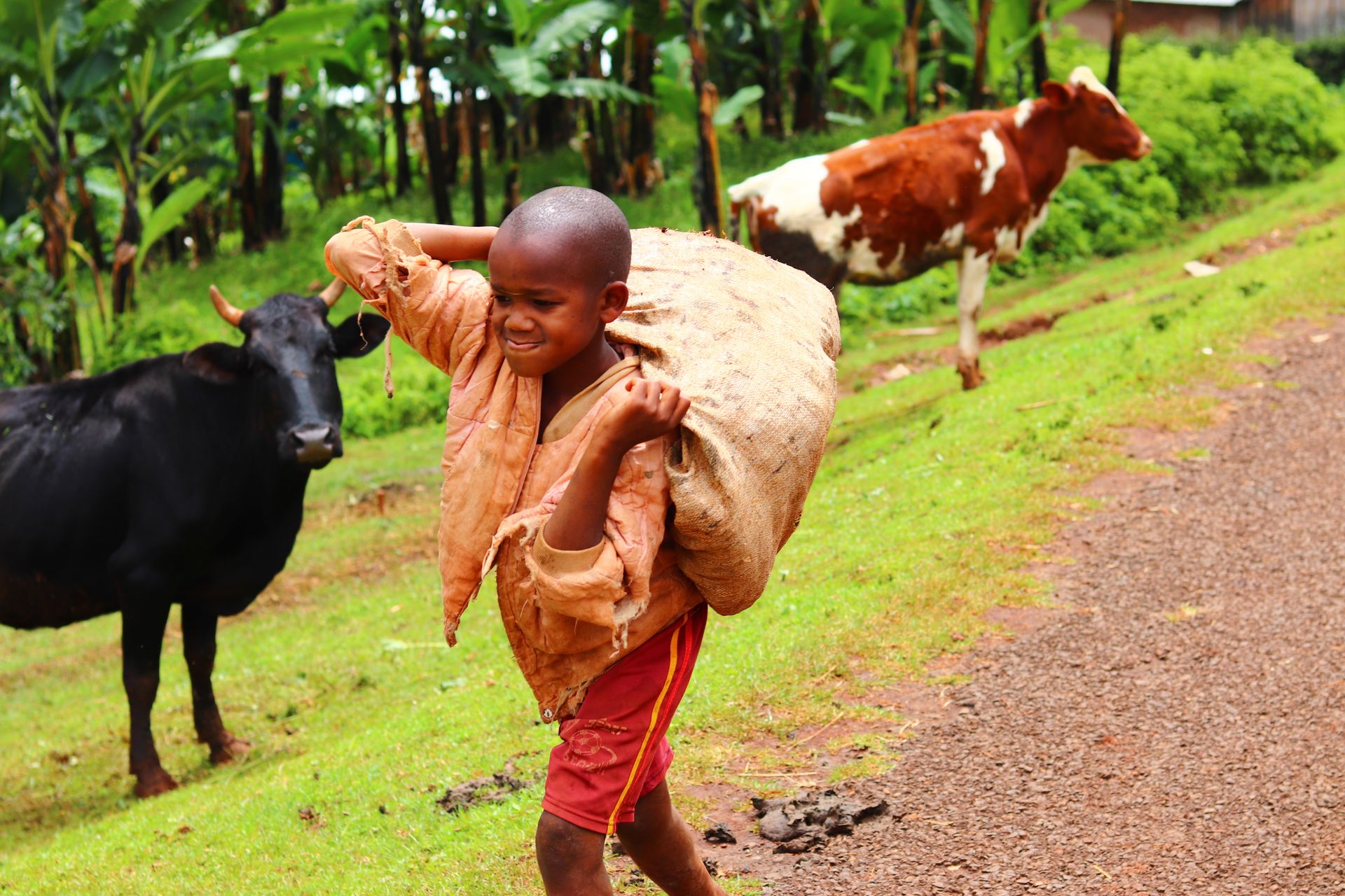 Young boy in Uganda carrying a sack with cows nearby on a rural path.