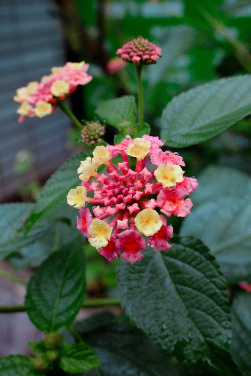 Free Colorful Lantana camara flowers in a lush Japanese garden, showcasing nature's vivid beauty. Stock Photo