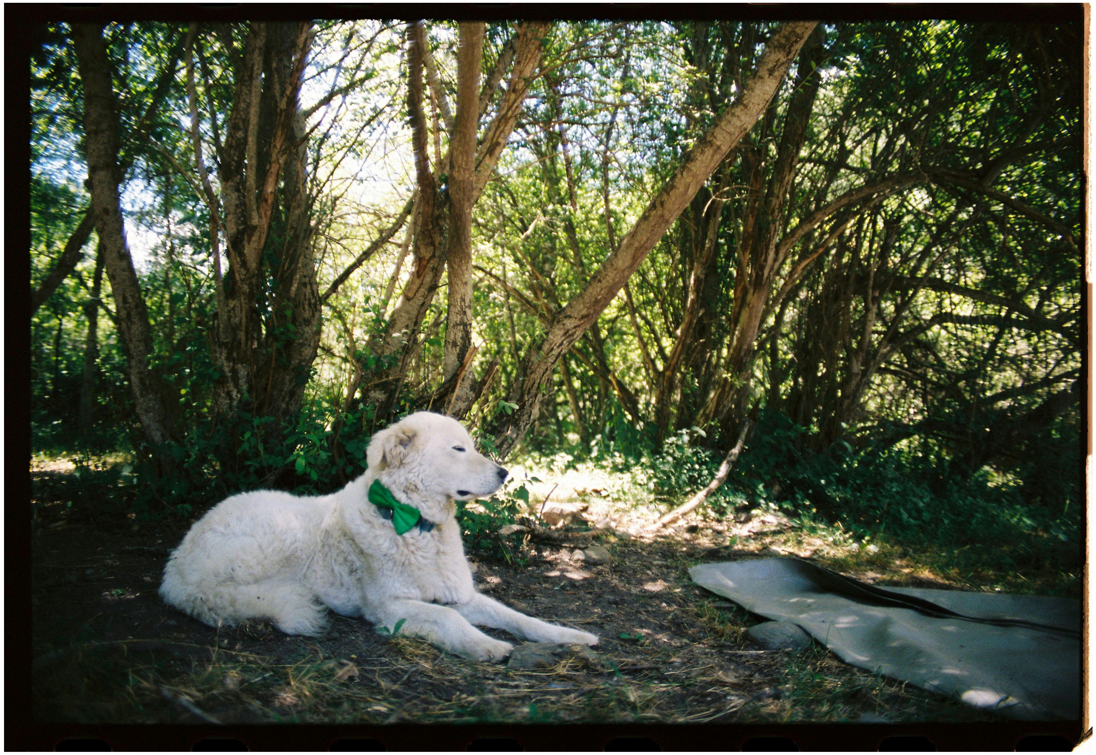 White dog with green scarf lounging peacefully in a sunlit forest glade, surrounded by tall trees.