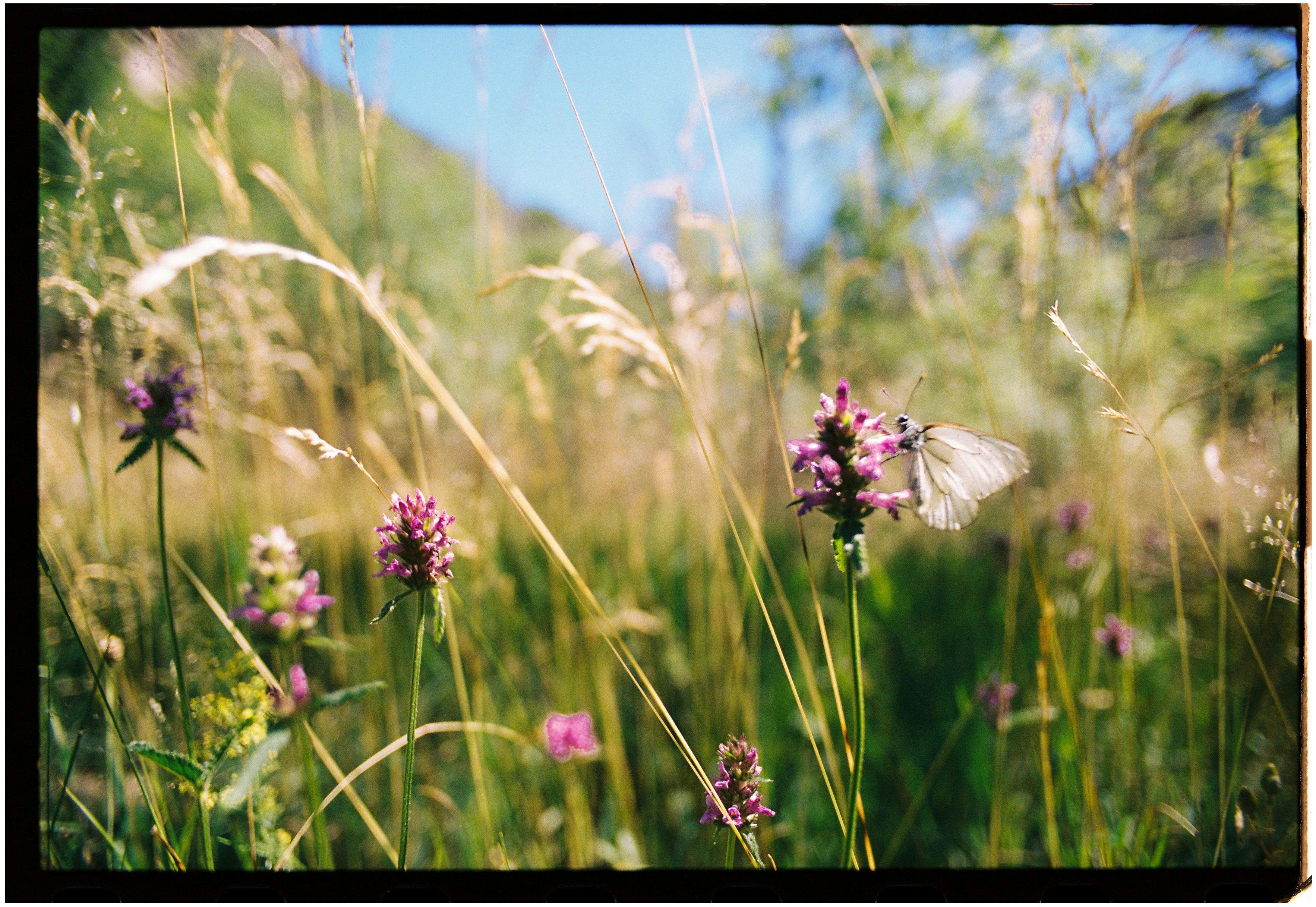 A butterfly gracefully perched on vibrant purple wildflowers in a sunlit meadow, capturing nature's beauty.