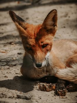 fox photo