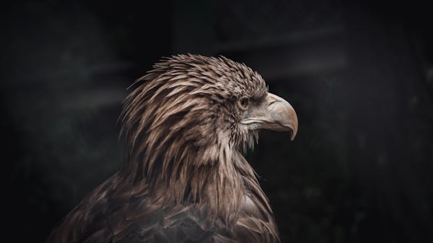 Side profile of a brown eagle with sharp features on a dark background. Captured in Penza, Russia.