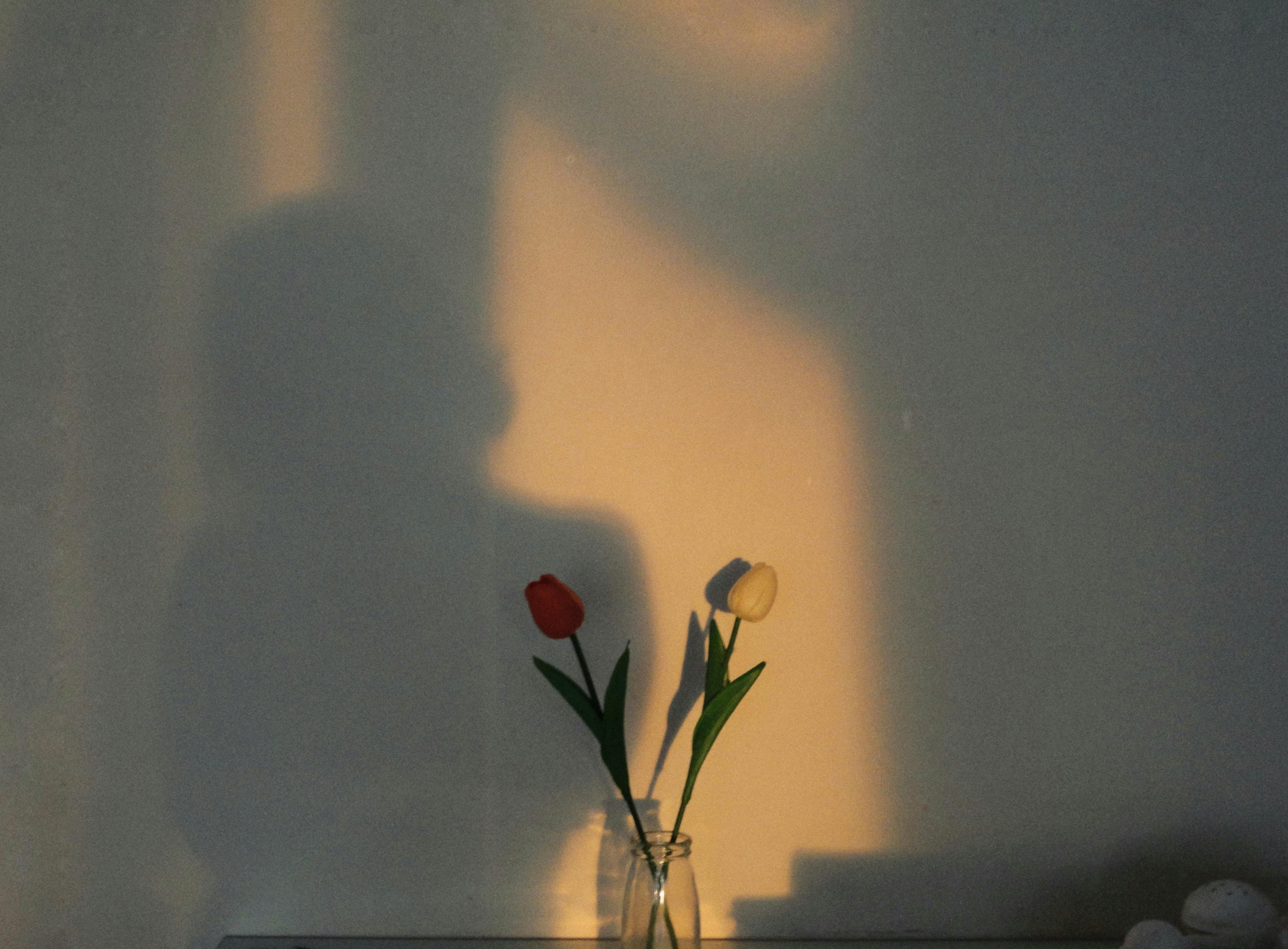 A woman's silhouette against a wall with tulips in a vase, illuminated by golden hour light.